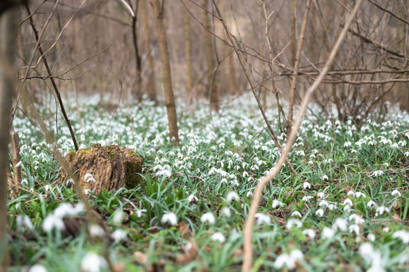 Schneeglöckchen am Wegesrand, Naturpark die Wüste Mannersdorf