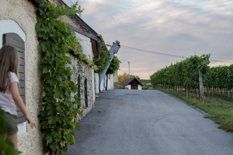 Kellergasse Mittelberg bei Langenlois