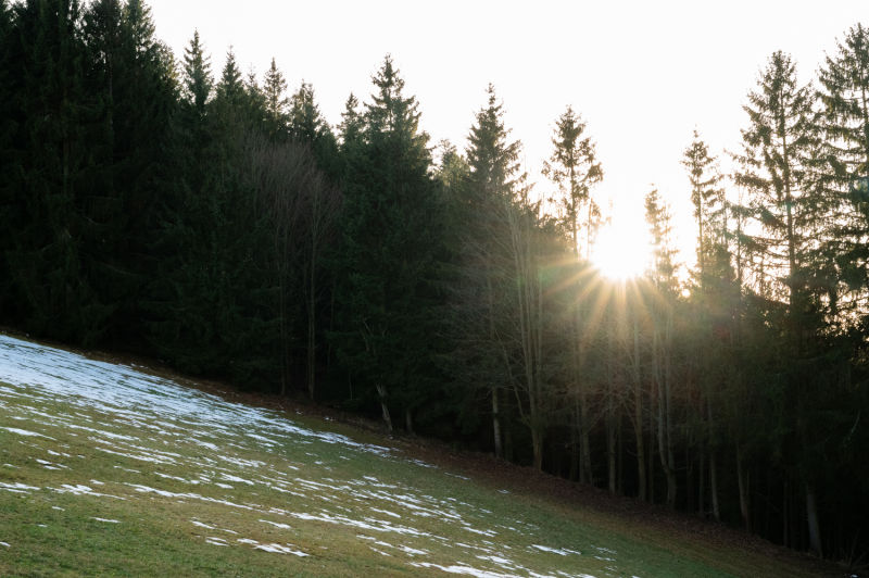 Winterwald mit Sonne bei der Schwarz Alm nahe Zwettl