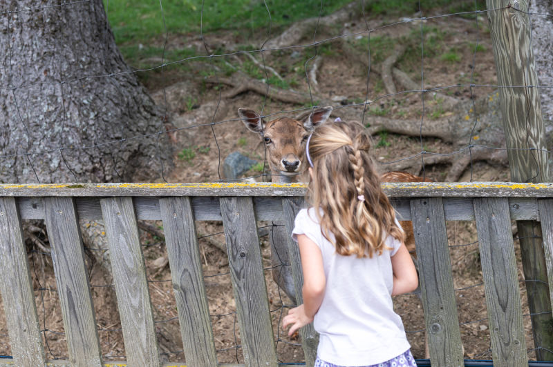 Dammwild im Waldpark Hochreiter