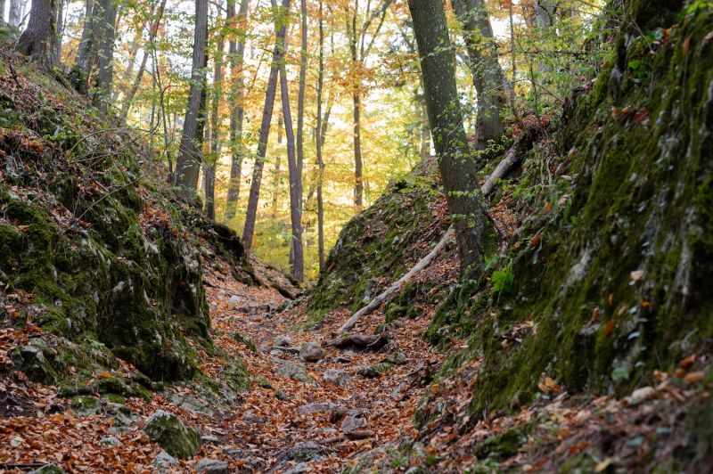 Wolfsschlucht am Größenberg, Fischauer Vorberge