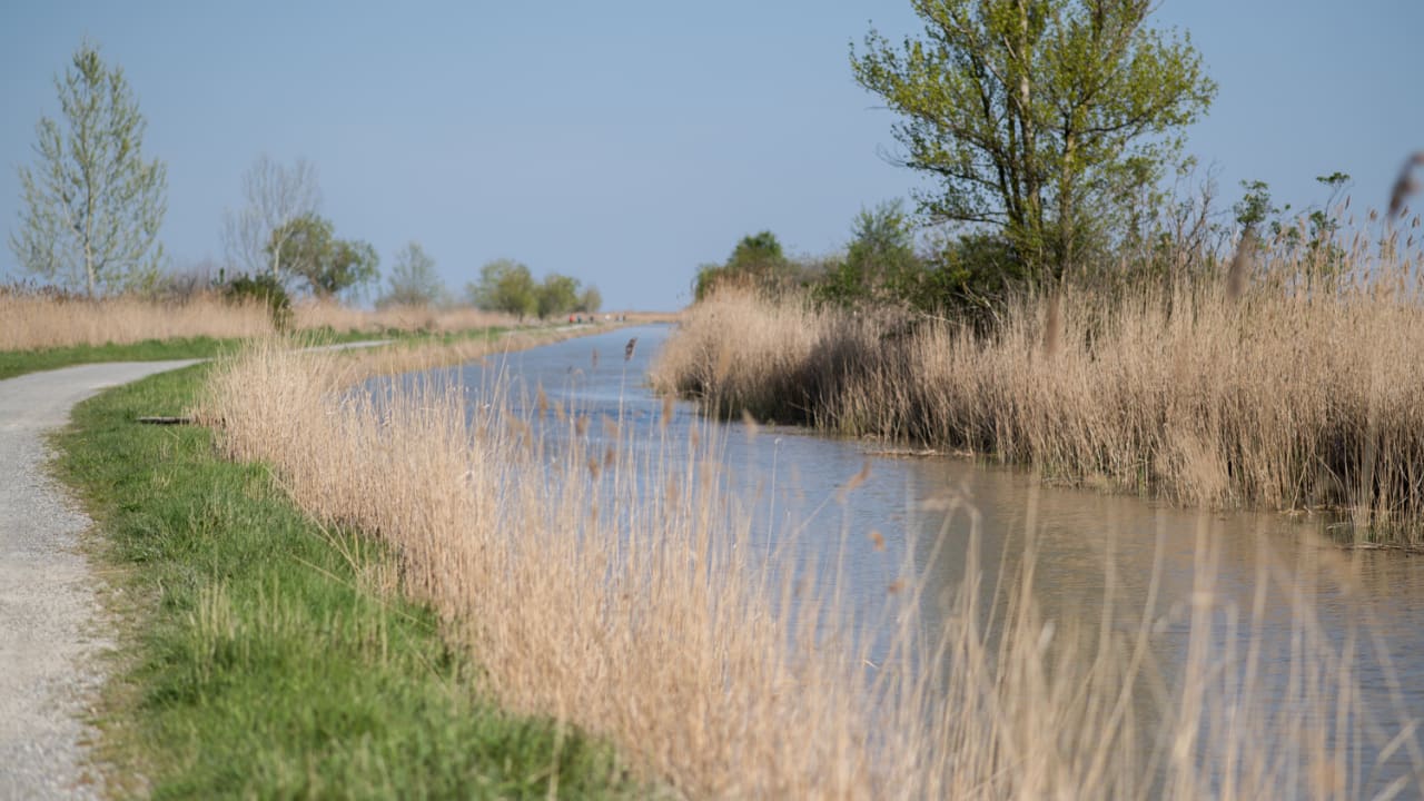 Schilflehrpfad bei Purbach am Neusiedler See