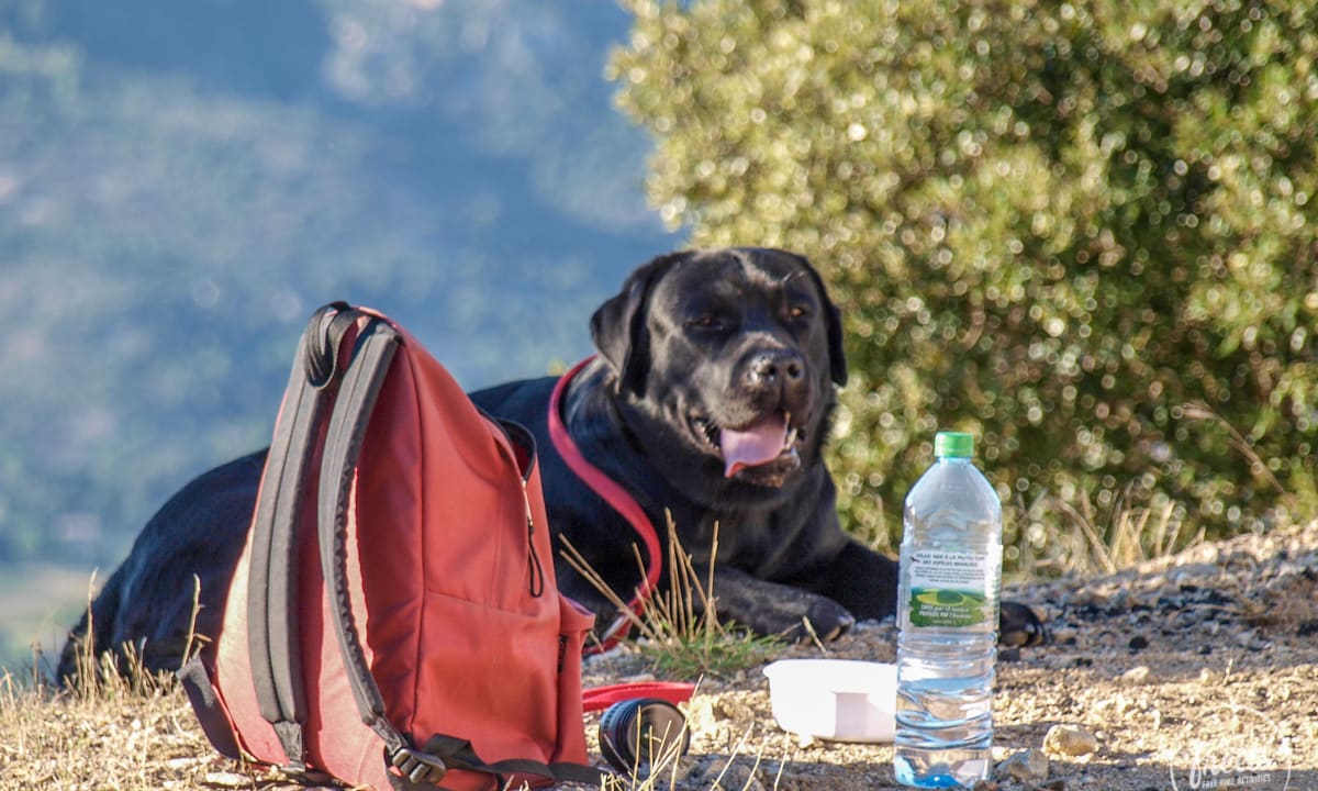 Hund beim Wandern mit Rucksack und Wasserflasche