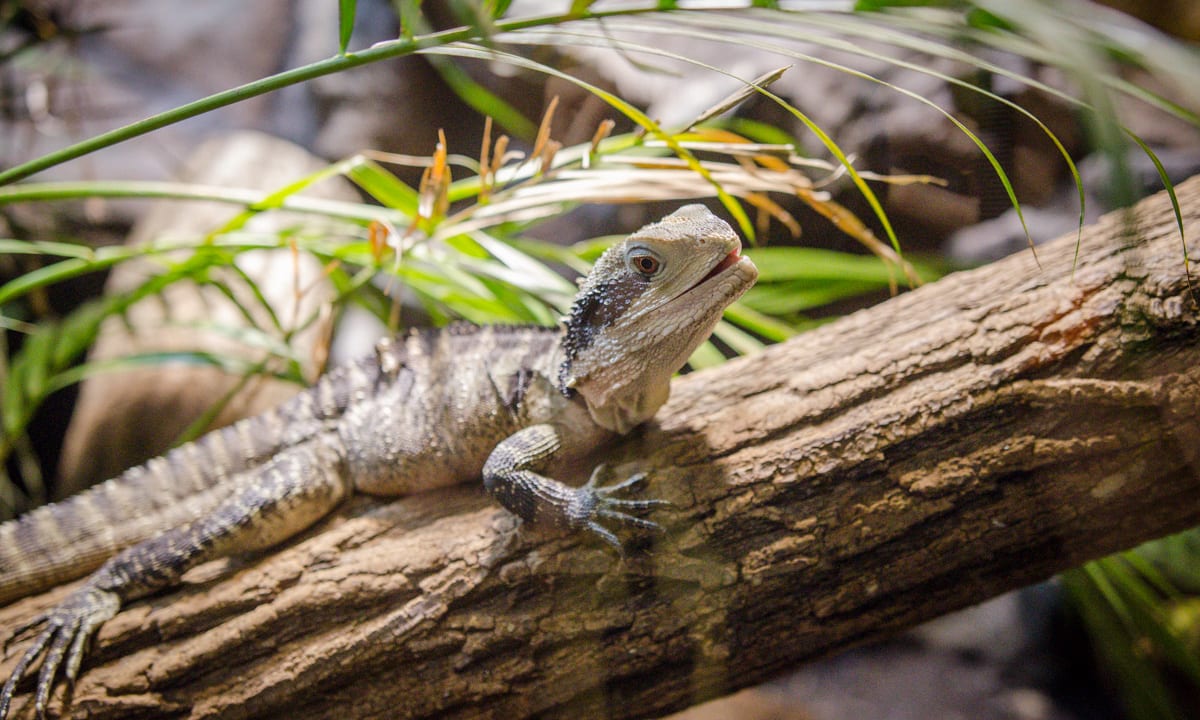 Echse im Reptilienzoo Forchtenstein