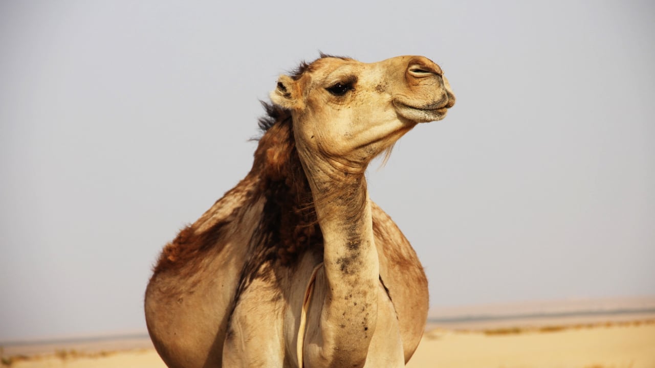 Kamel für Camel Cup