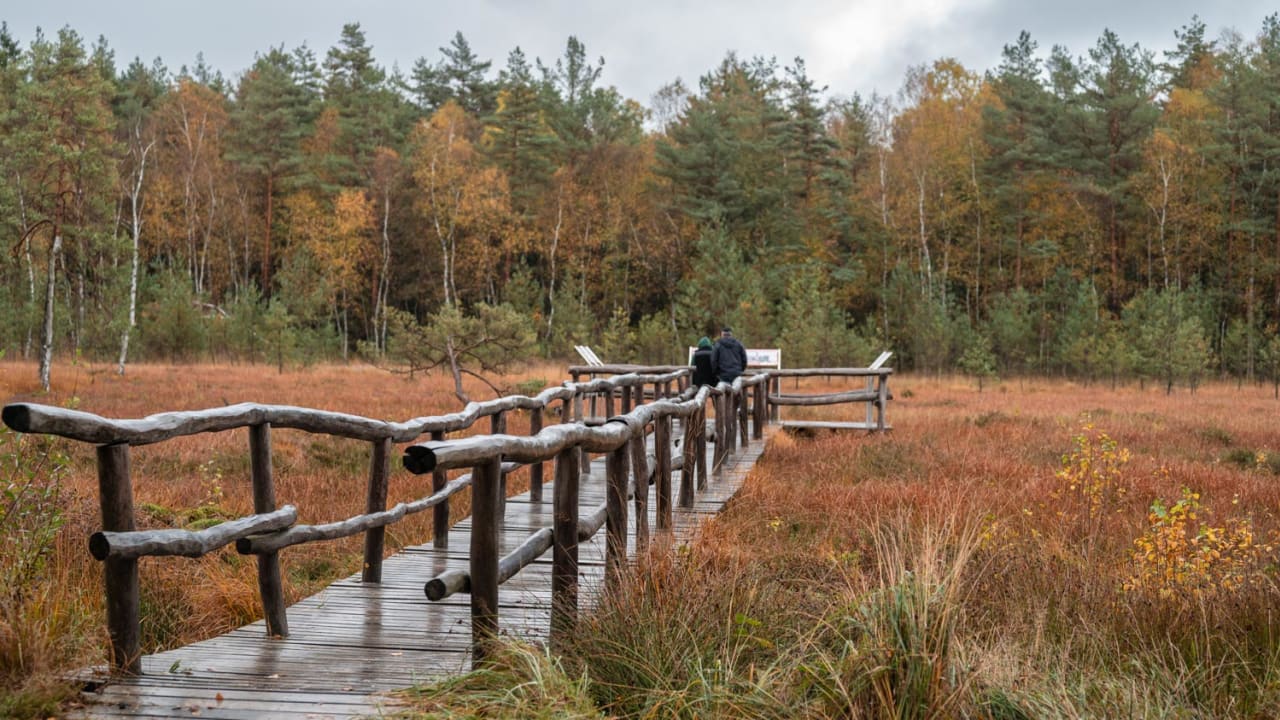 Steg am Moorlehrpfad durchs Heidenreichsteiner Moor im Herbst