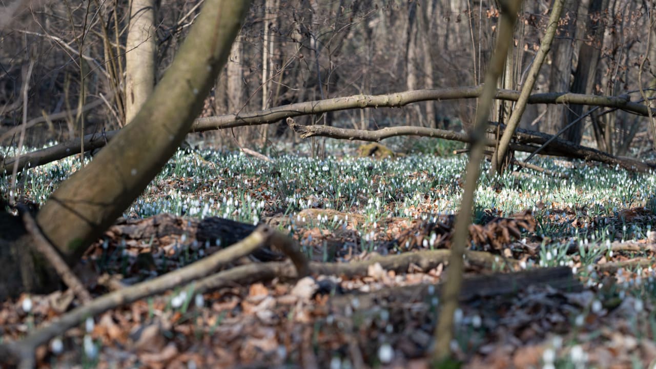 Schneeglöckchen in der Wüste in Mannersdorf am Leithagebirge