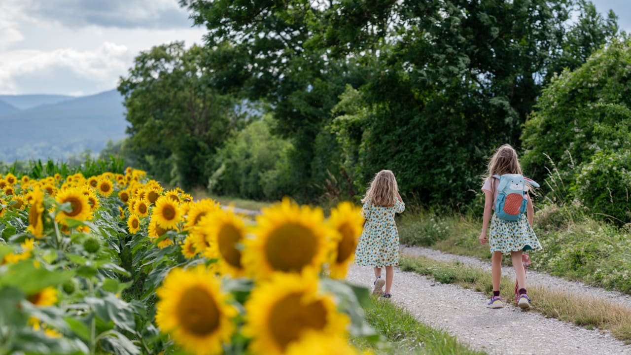 Spaziergang entlang der Sonnenblumenfelder in Urschendorf, Wiener Alpen, Niederösterreich