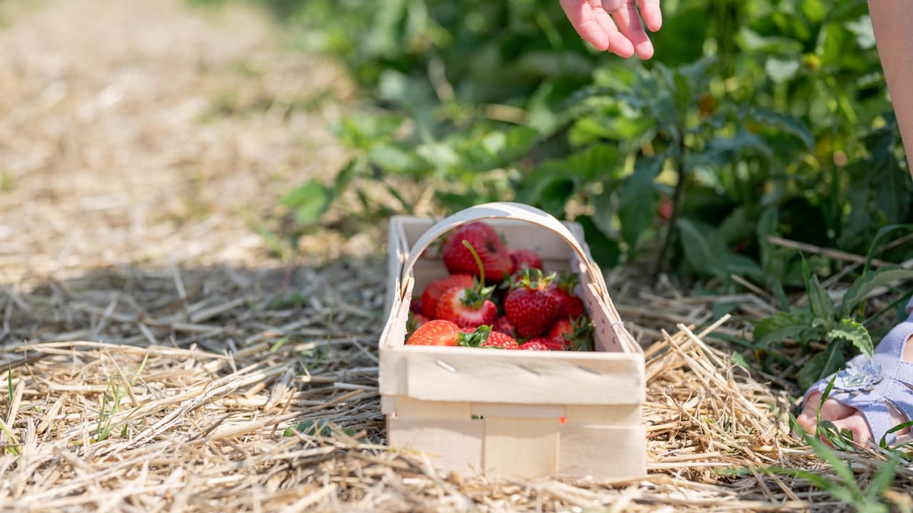 Mädchen greift auf Erdbeerkorb am Erdbeerfeld, Steinfelder Erdbeeren
