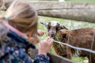 Kind füttert Ziege im Naturparkzentrum Sieding