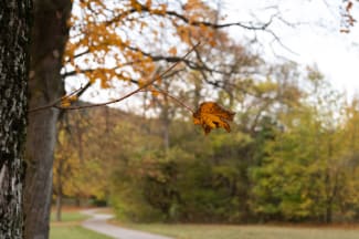 Herbstlaub an einem Baum im November