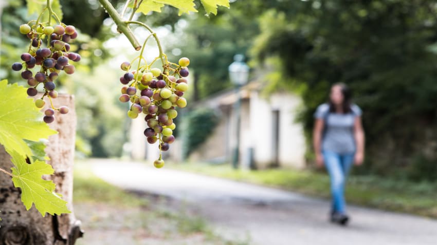 Weinwandern in Göttlesbrunn, Kellergasse Göttlesbrunn