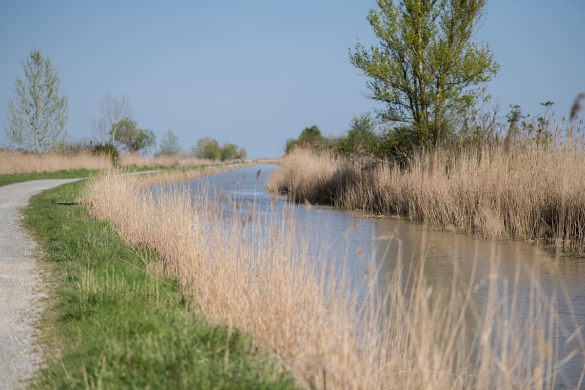 Schilflehrpfad bei Purbach am Neusiedler See