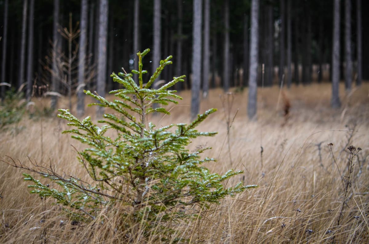 Kleiner Nadelbaum im Wald mit Schnee 