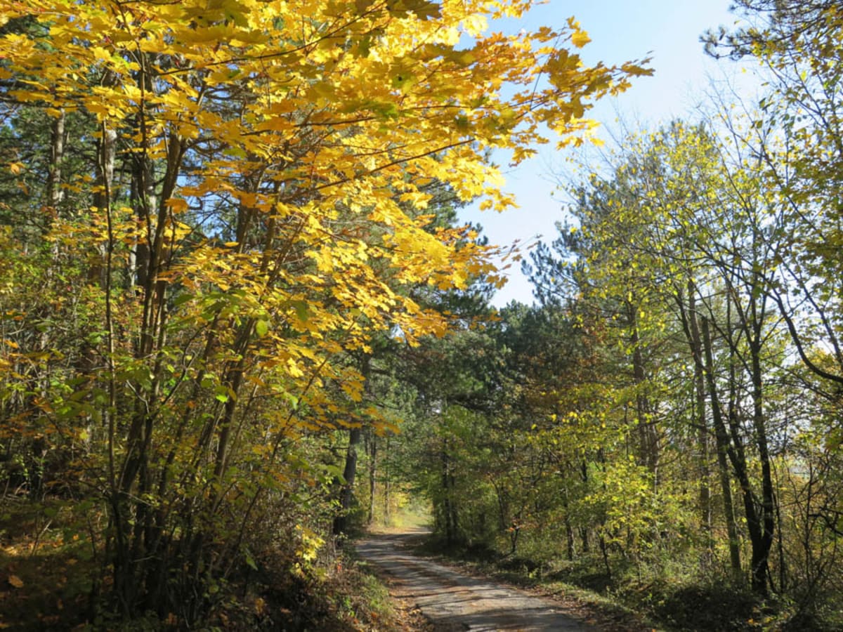 Herbstwald bei Würflach, Klammrunde