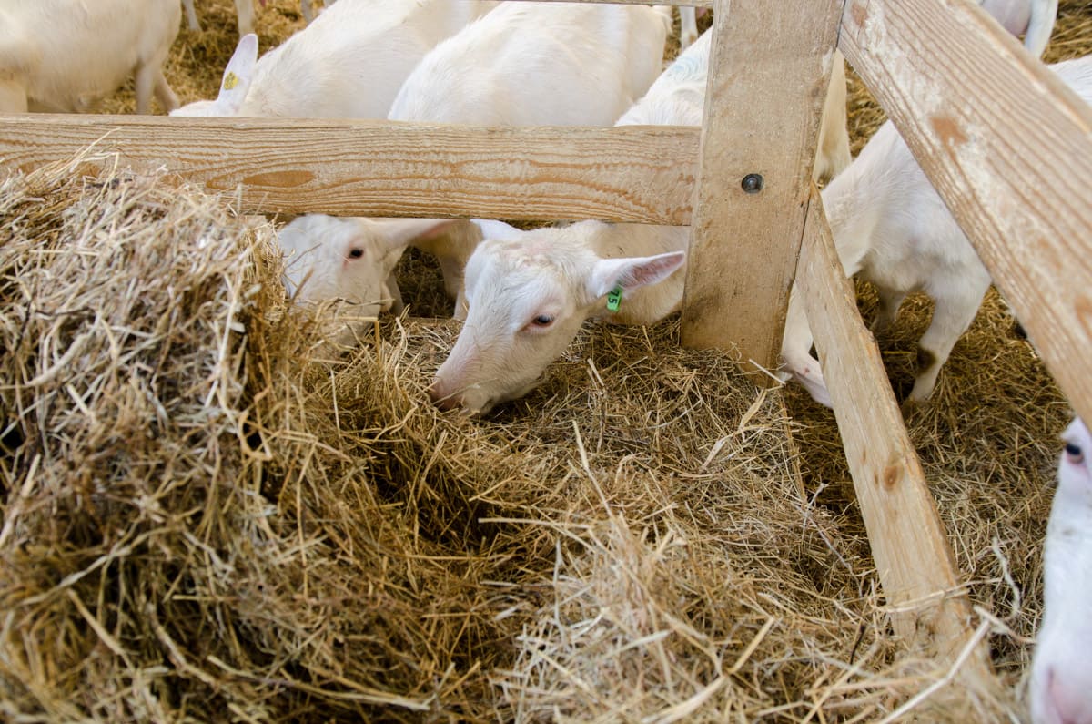 Ziegen im Stall, Ziegenhof Mandl