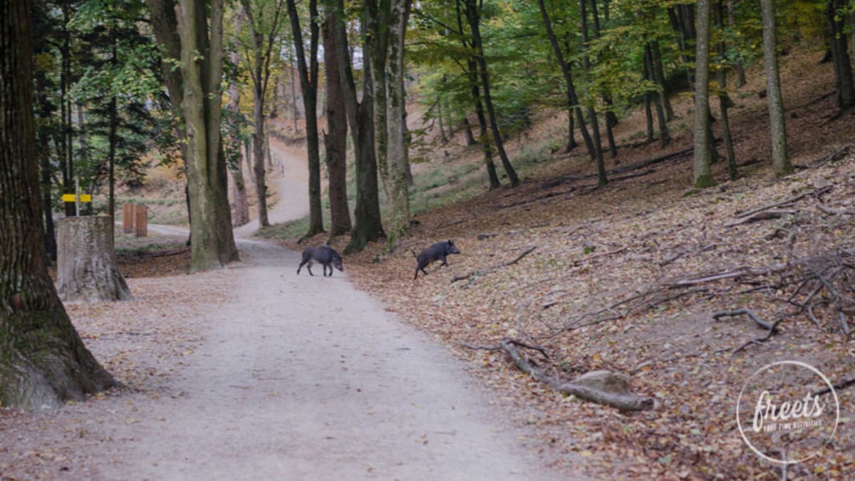 Wildschweine im Naturpark Sparbach im Herbst