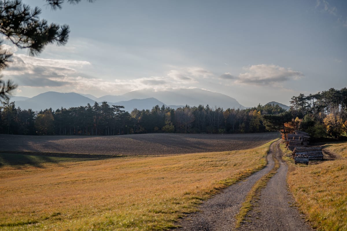 Weg durch den Zweier Wald bei Höflein im Herbst