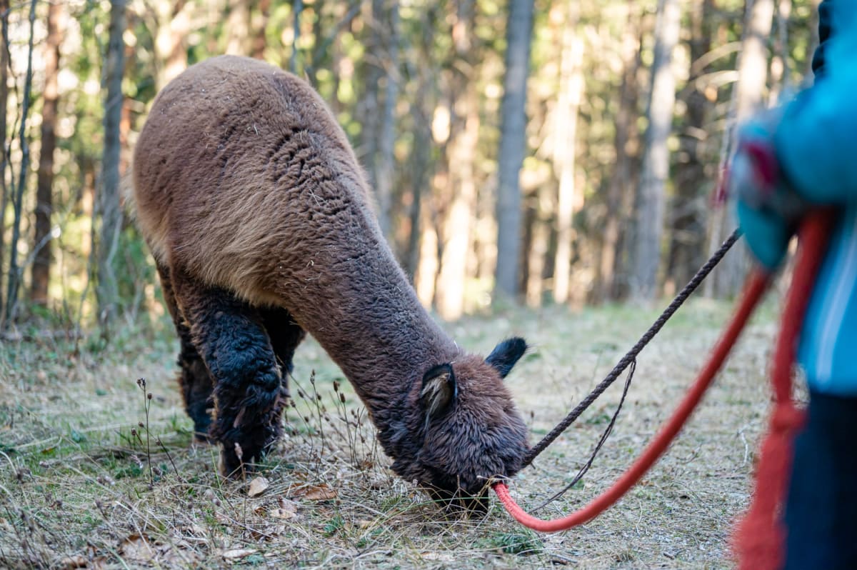 Alpakawanderung als tierisches Ausflugsziel für Familien