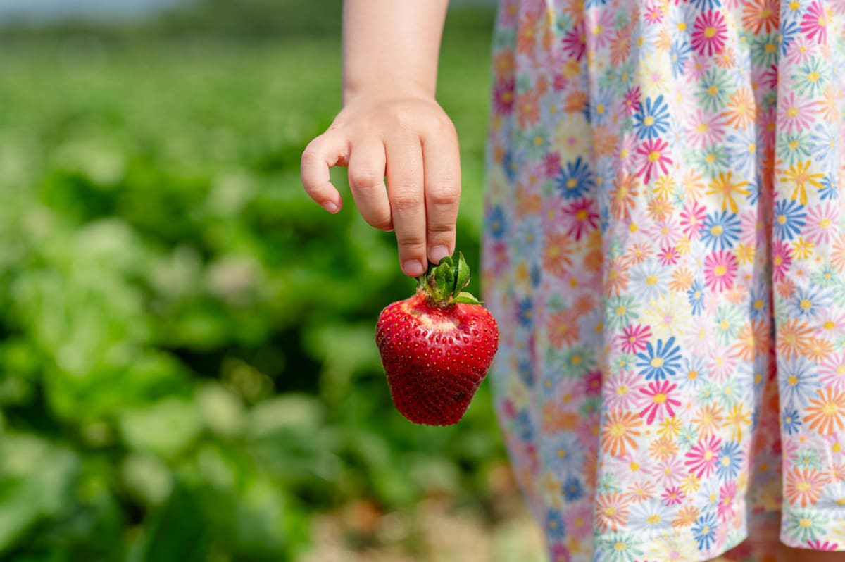 Steinfelder Erdbeeren pflücken im Juni in Urschendorf