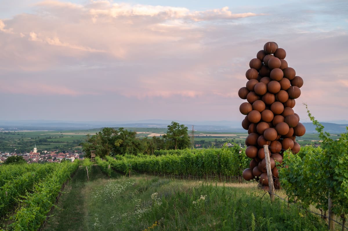 Riesenweintraube mit Blick auf Langenlois am Weinweg Langenlois abends