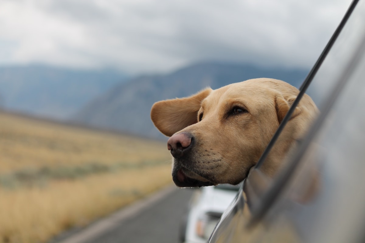 Hund im Auto