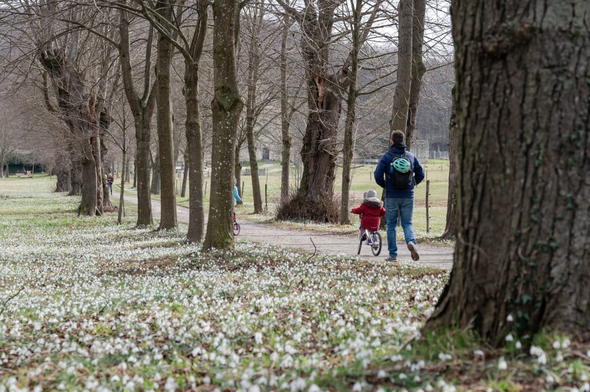 Mann und Kind am Weg zum Kloster vor Schneeglöckchen. Lindenalle im Naturpark Wüste Mannersdorf am Leithagebirge