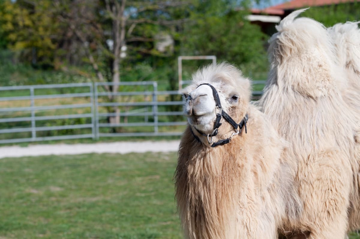 Kamel auf der Kamelfarm Würflach