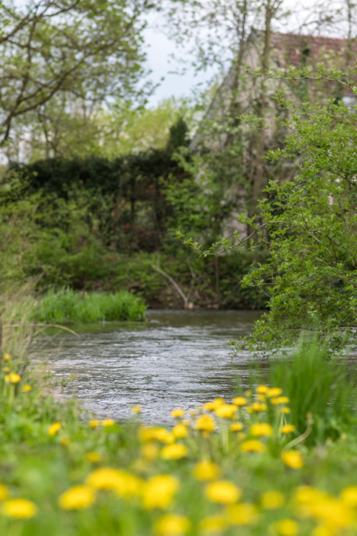 Mühlbach mit Blumen, Leithau Au, Naturlehrpfad Katzelsdorf