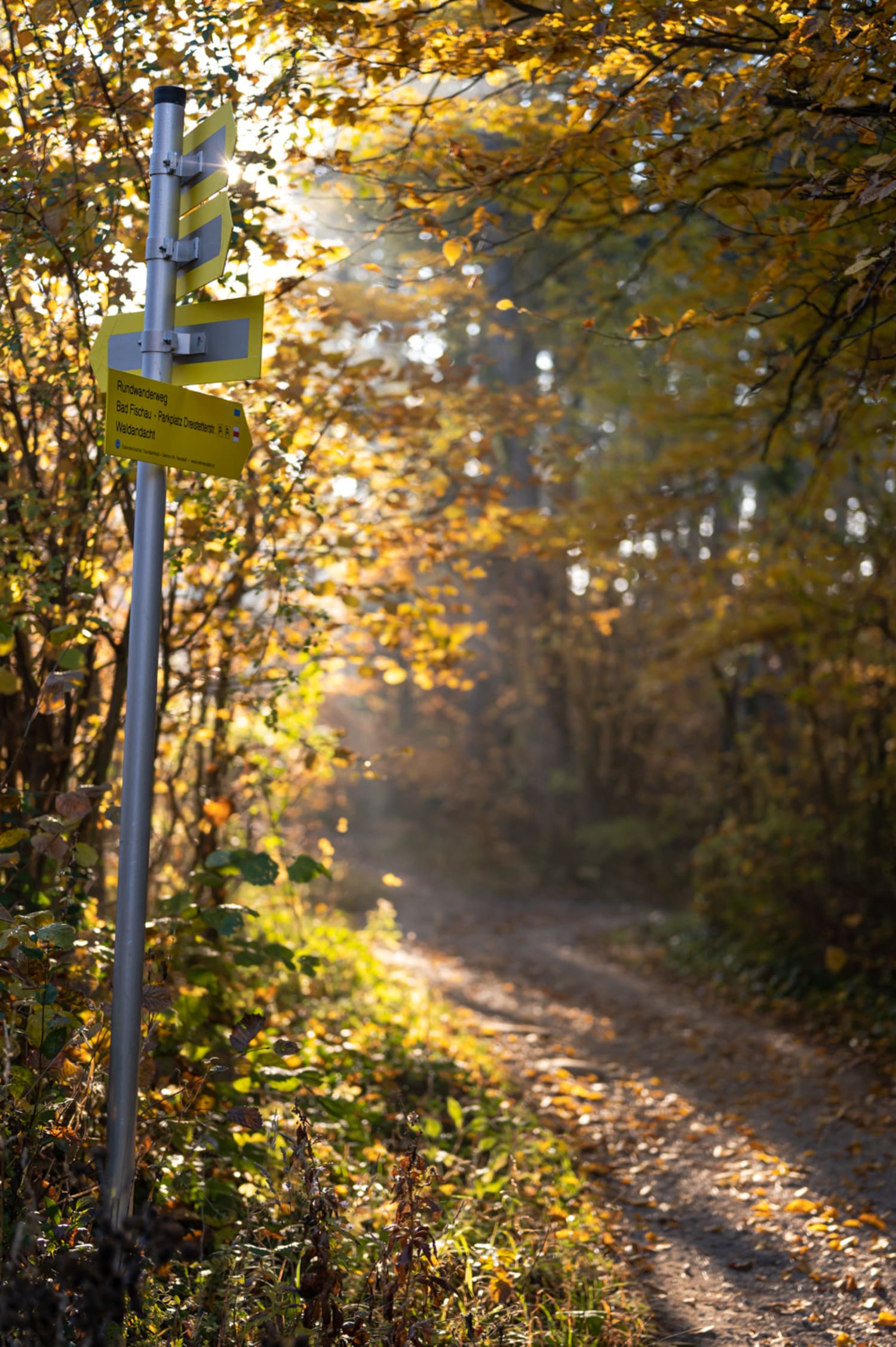 Beschilderung zum Grössenberg, ausgehend vom Wanderparkplatz bei Bad Fischau, Herbstwald