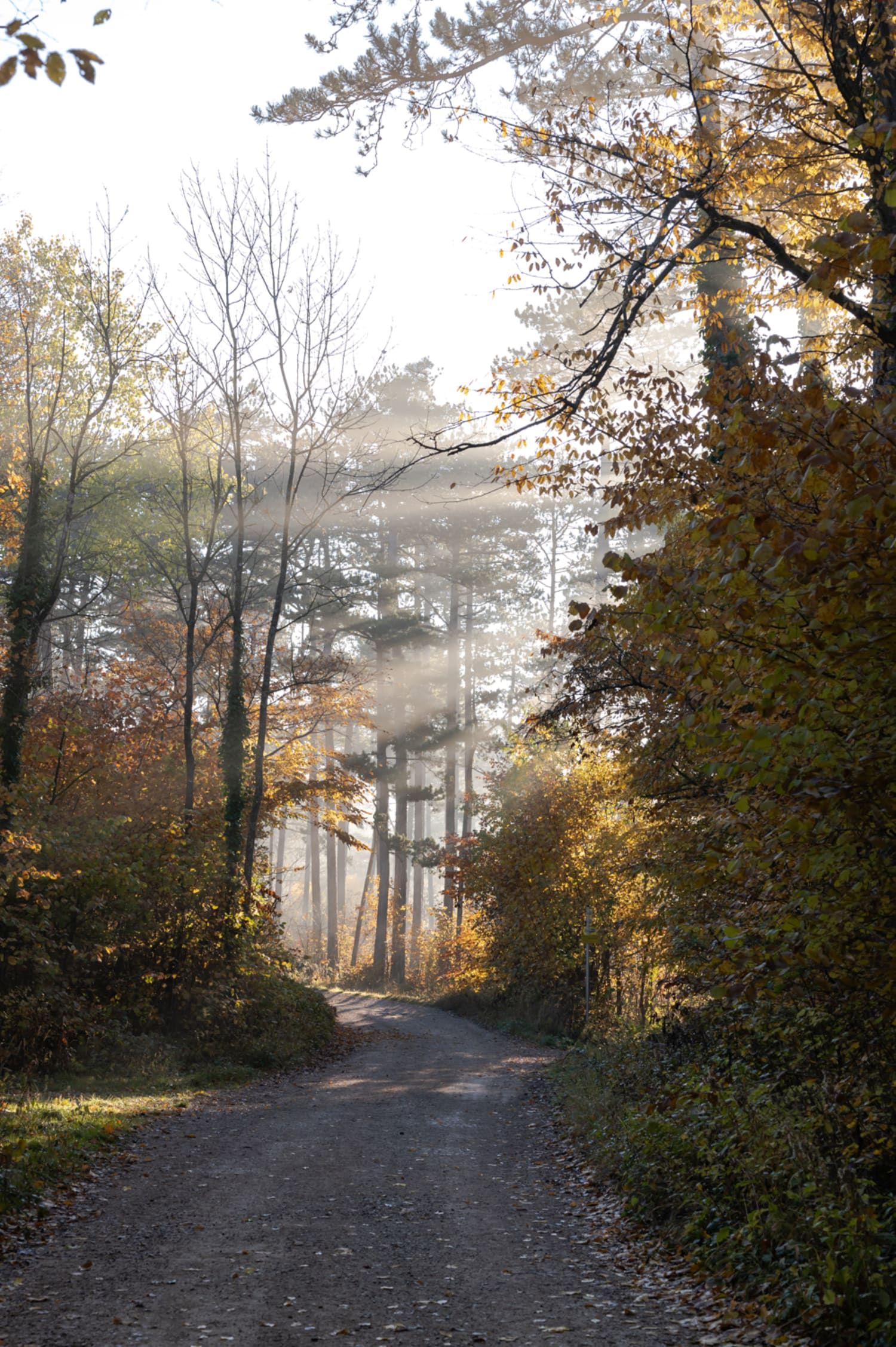 Grössenberg bei Bad Fischau, Herbststimmung im Wald