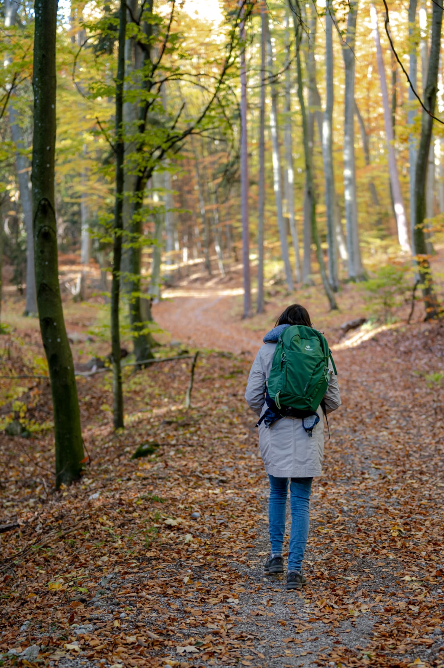 Grössenberg, Wandern zur Gipfelwiese durch den Herbstwald
