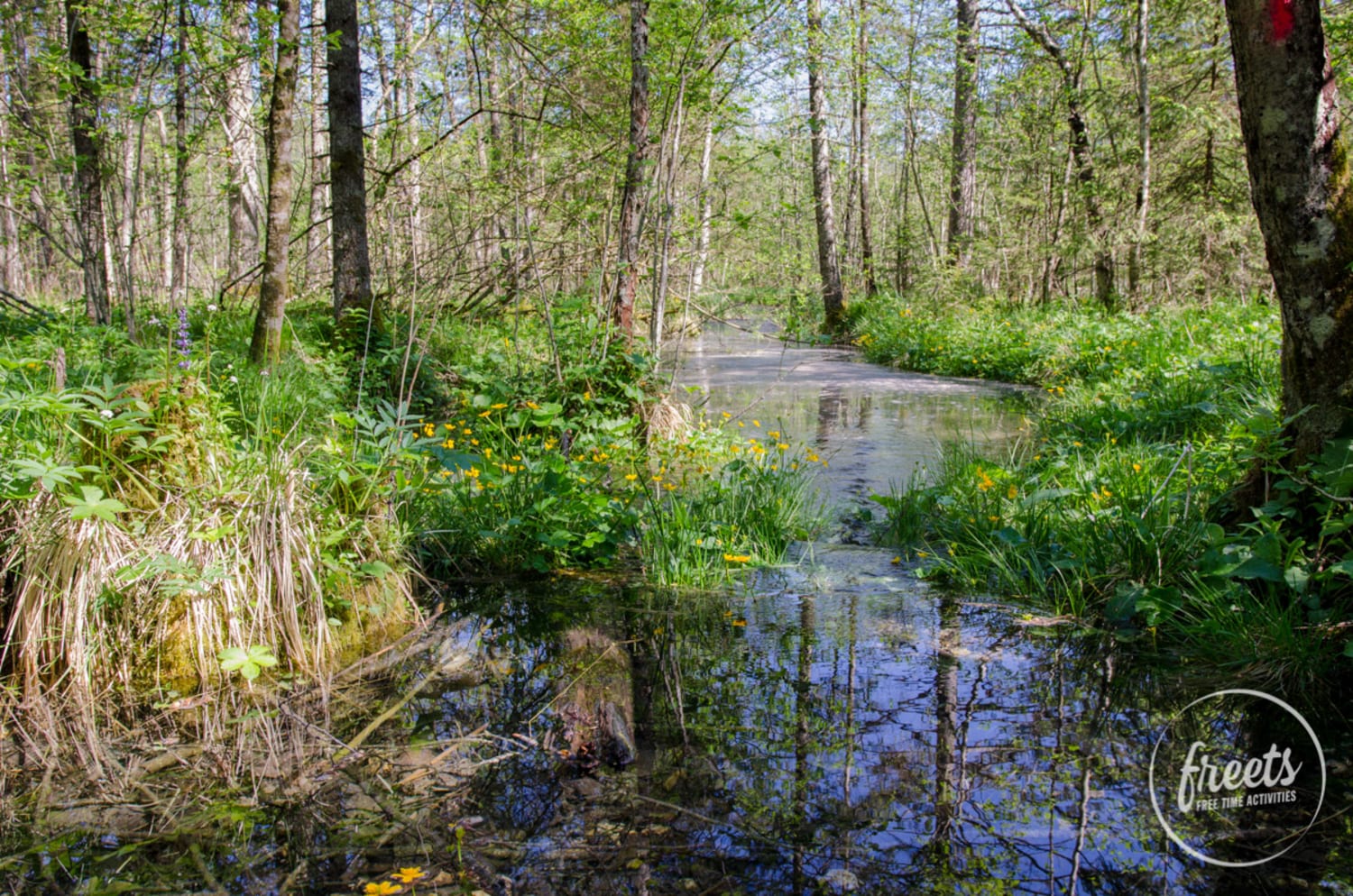 Zufluss zum Almsee