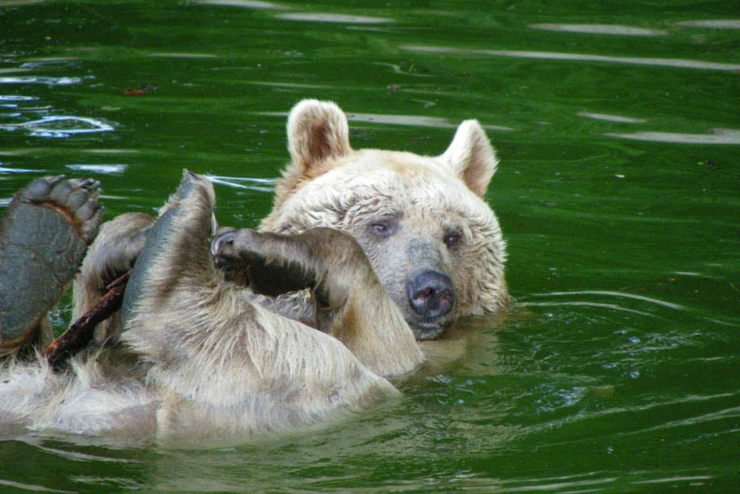 Bär schwimmt im Bärenwald Arbesbach