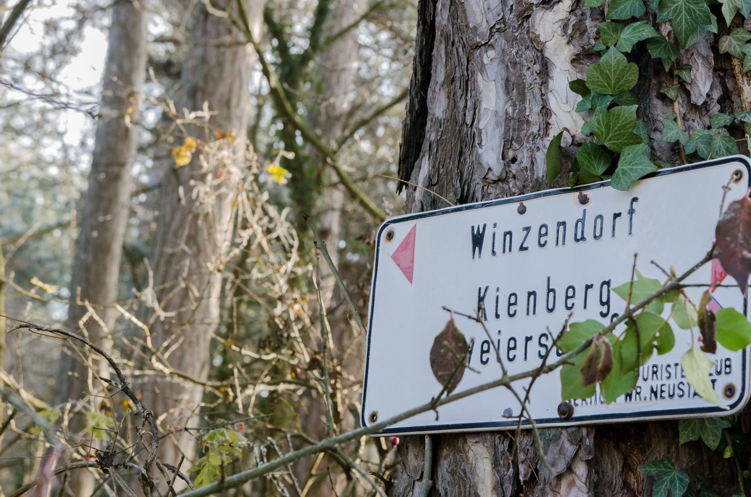 Winzendorf Dachensteinrunde