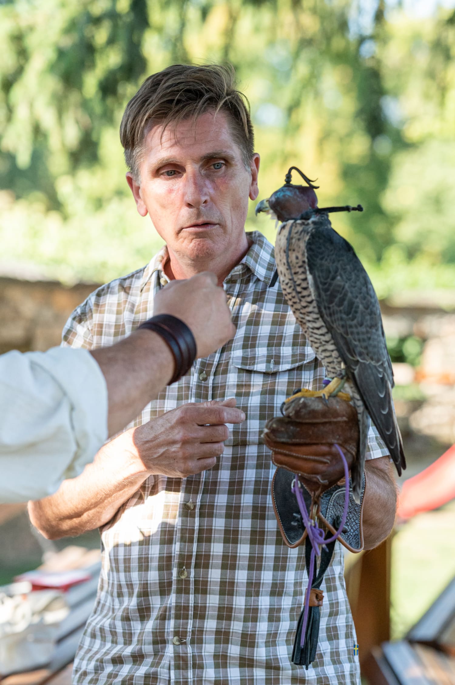 Falke auf Burg Lockenhaus, Greifvogelshow