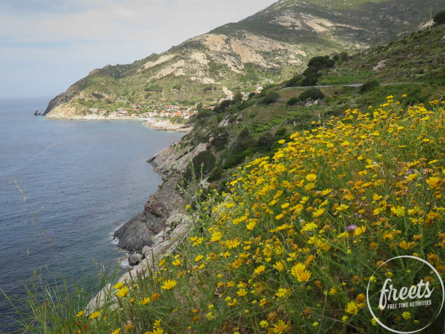 Elba, Küstenlandschaft Elba, Blumen vor der Küste