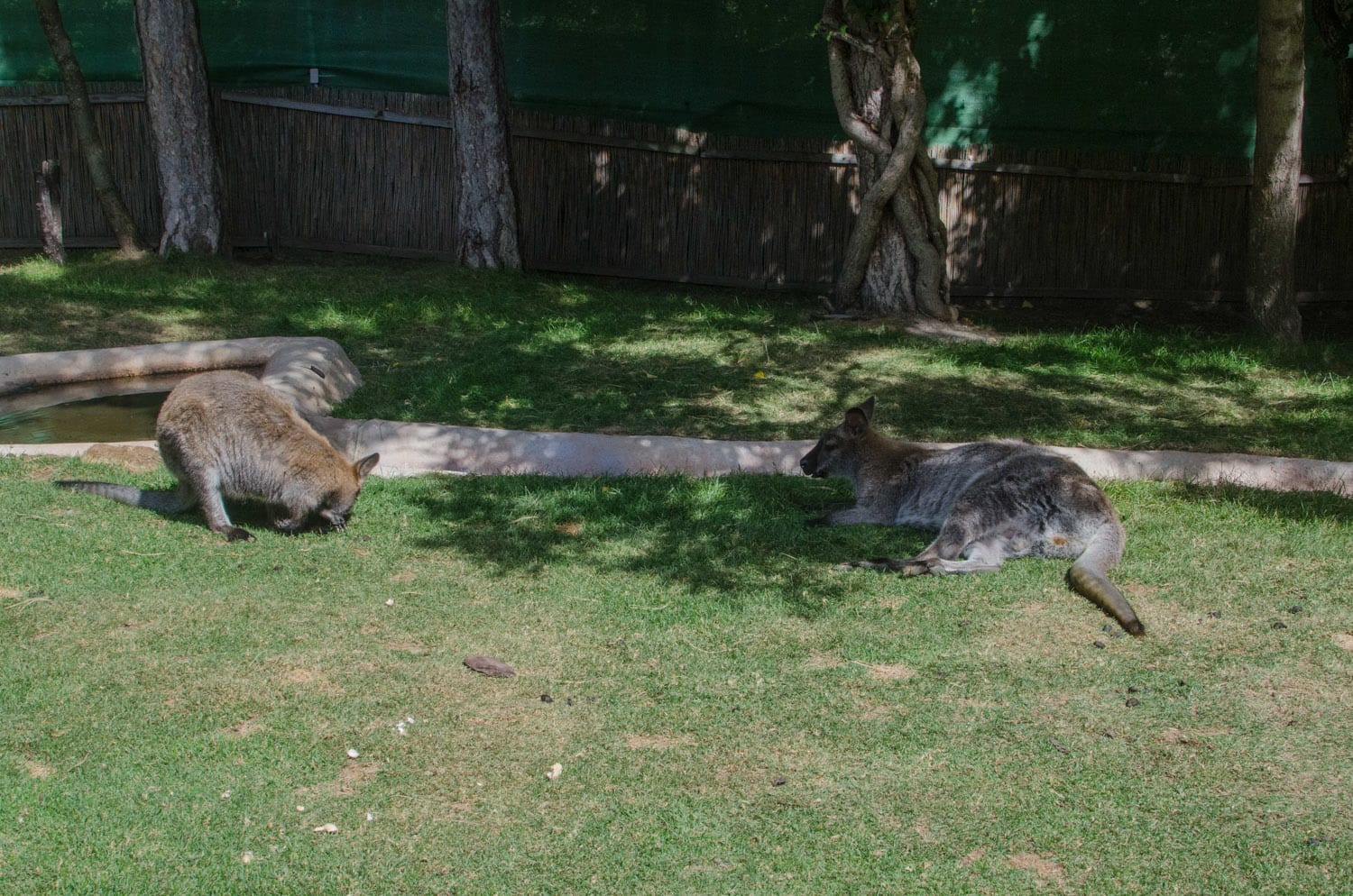 Kängurus im Schatten am Harzberg