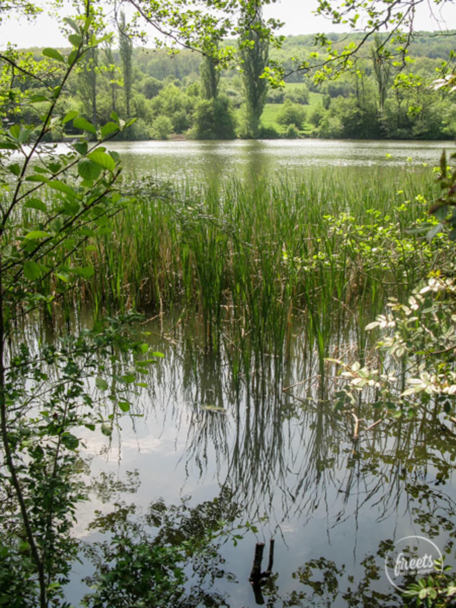 Lainzer Tiergarten, Teich Teich im Lainzer Tiergarten