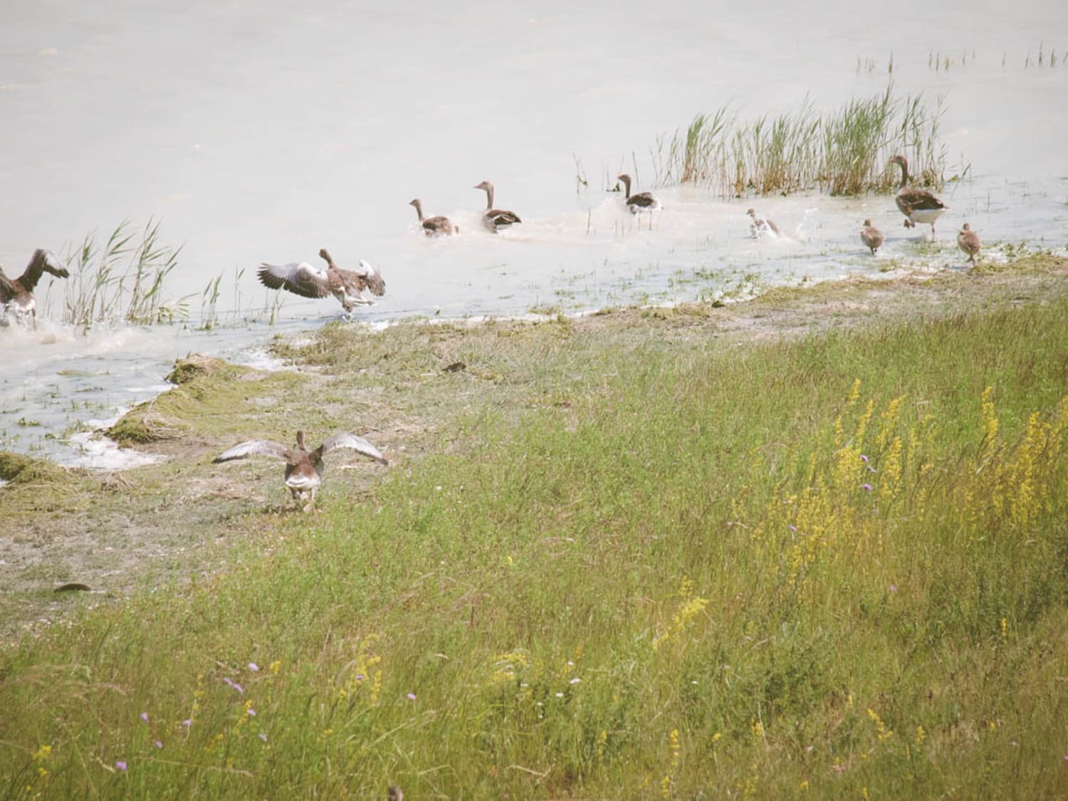 Graugänse bei der Langen Lacke im Burgenland