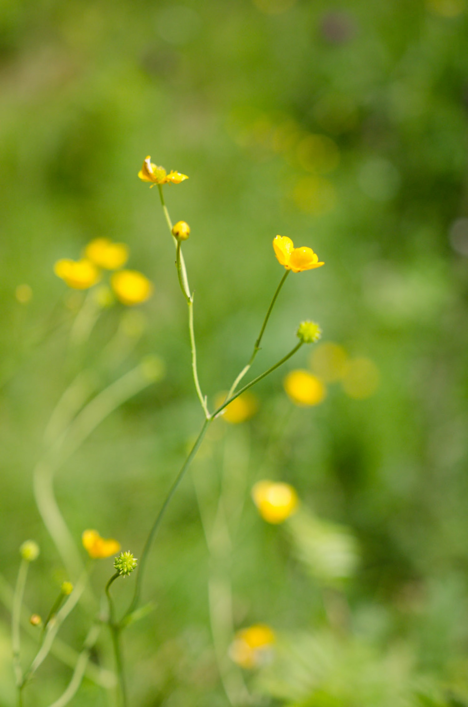 Sumpfdotterblume auf der Teichalm, Latschen Hochmoor, Moorlehrpfad