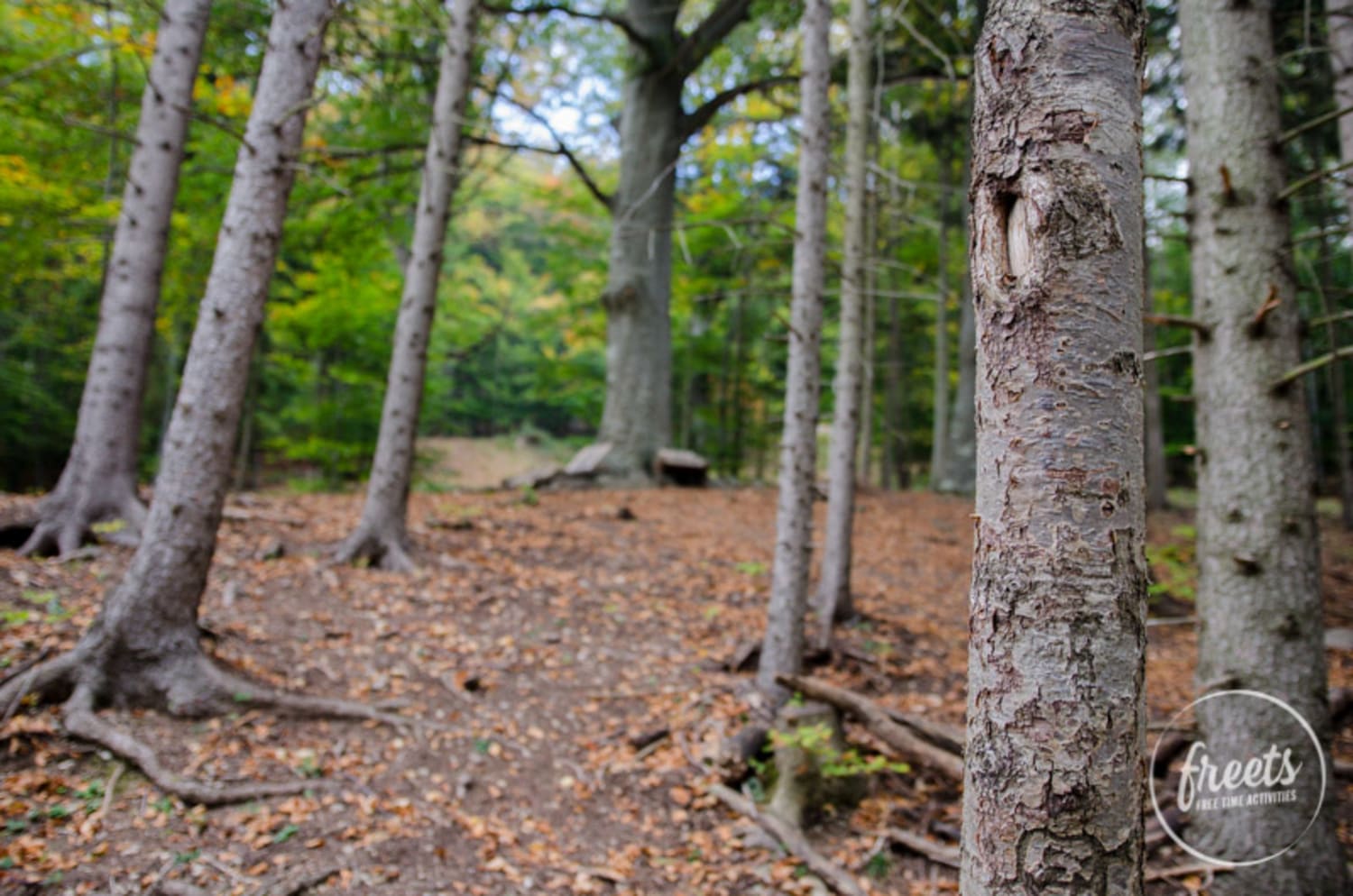 Baumriesen im Naturpark Sparbach