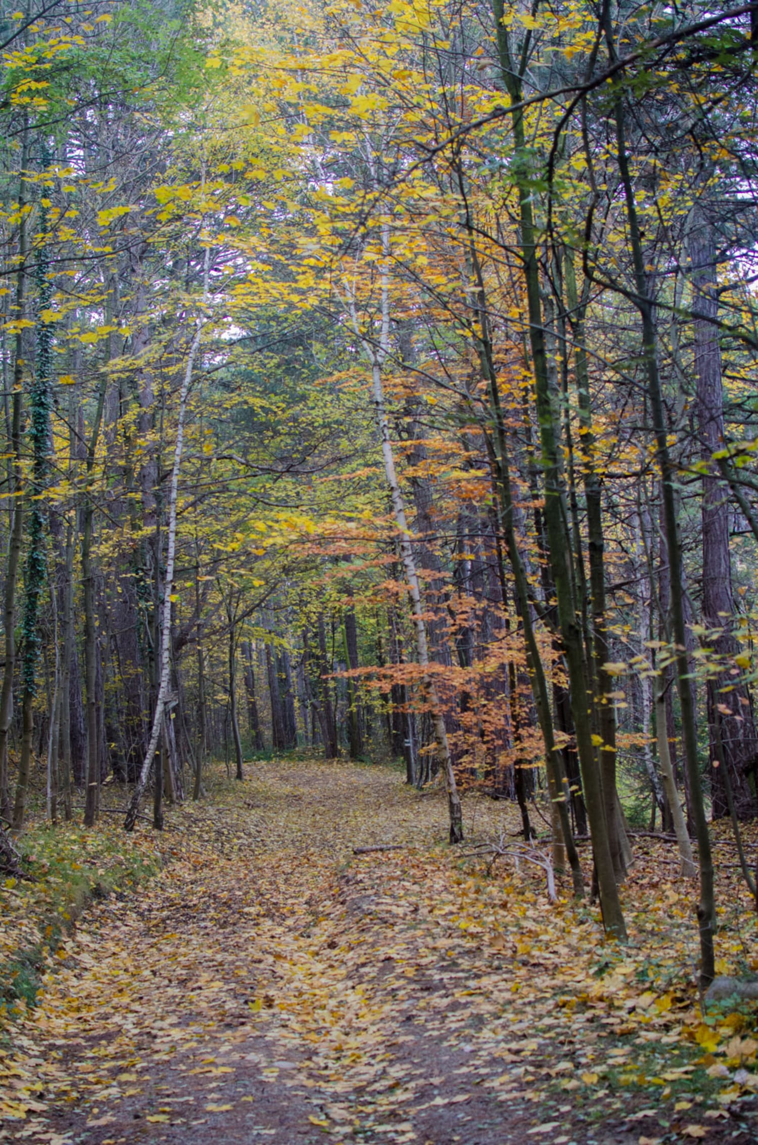 Herbstwald bei Piesting am Tut Gut Weg 1 zum Roten Kreuz