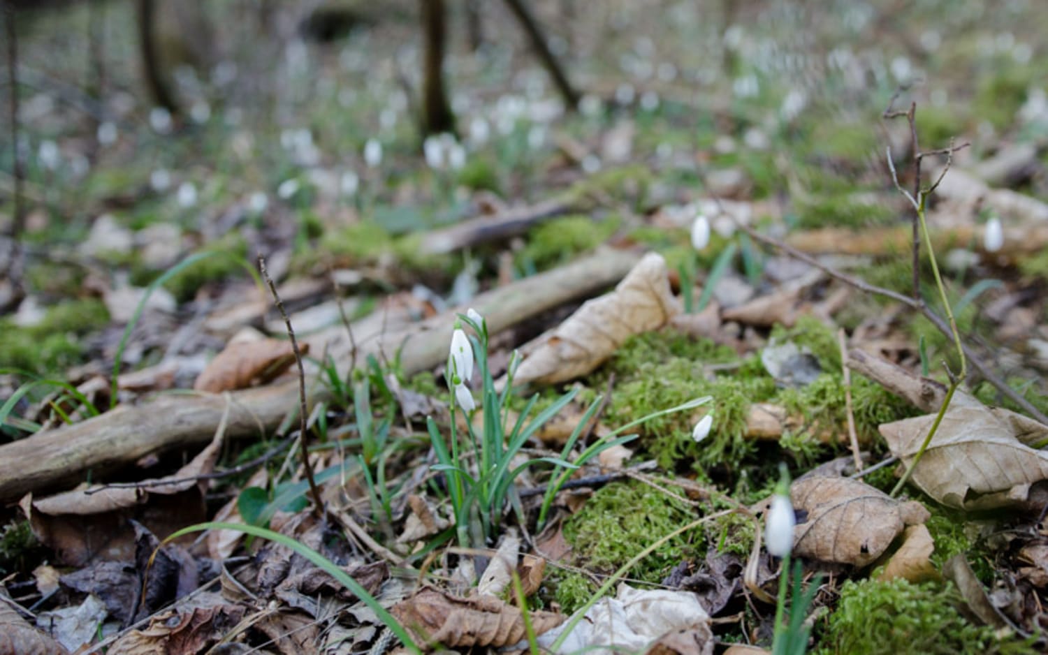 Schneeglöckchen bei Scheiblingkirchen