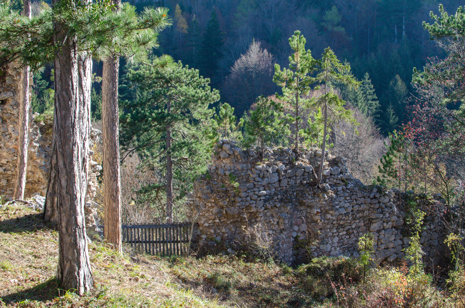 Ruine Schrattenstein am Ruinenweg von Schrattenbach