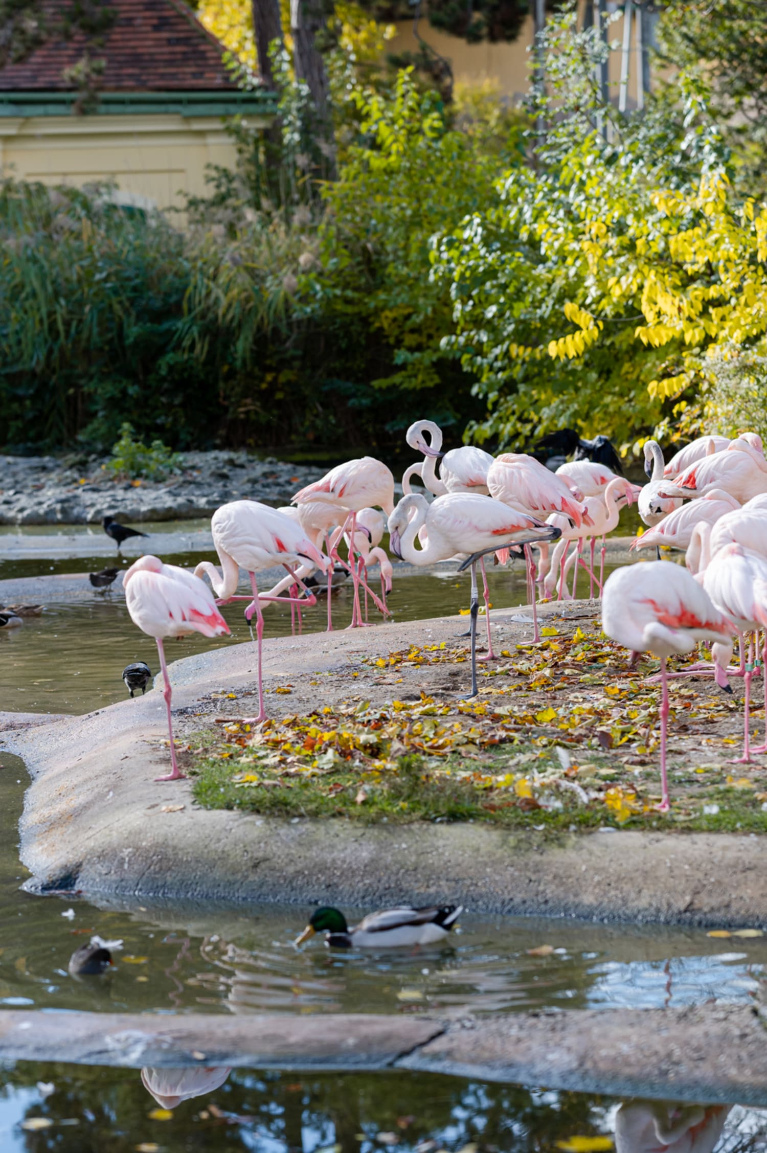 Flamingos im Zoo Schönbrunn, Wien