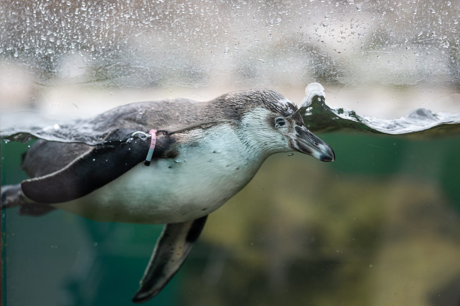 Humboldt Pinguin im Zoo Schönrbunn im Wasser, Wien