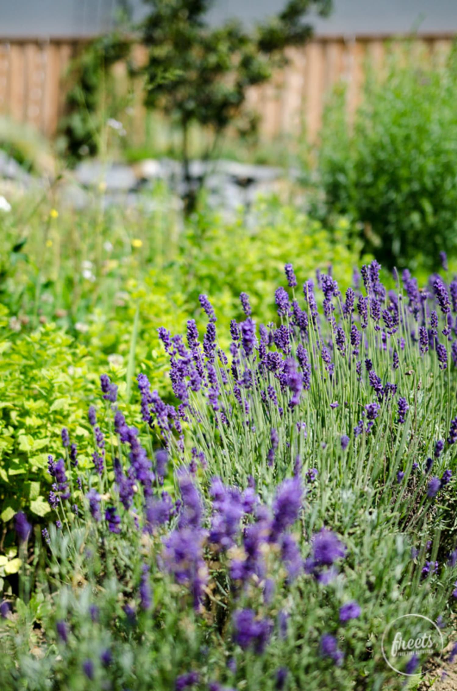Lavendel, Triad Garten Detail Lavendel im Triad Garten, Urlaub im Wiener Alpen Bett