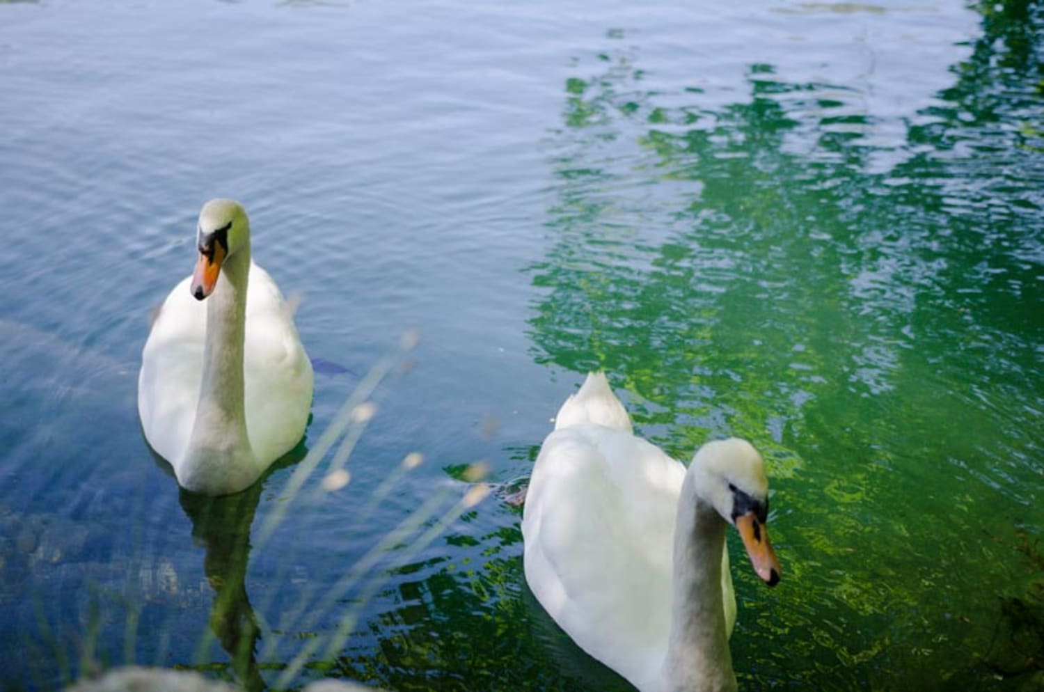 Schwan, Uferweg St. Gilgen Schwänge am Wolfgangsee zwischen St. Gilgen und der Fürbergbucht, Uferweg