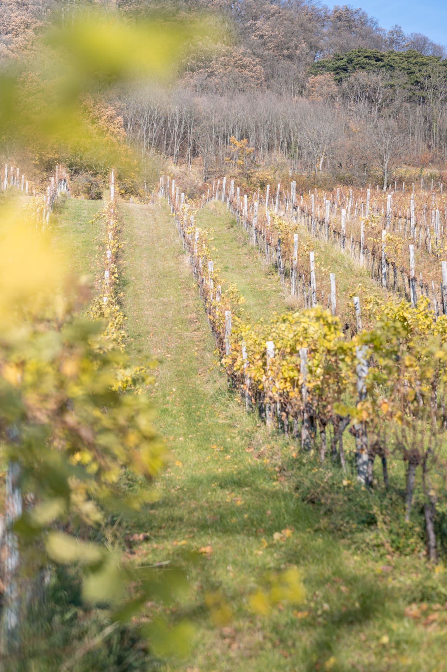 Detail Weinberge, Nussberg Blick in den Weingarten am Nussberg, Weinwandern in Wien